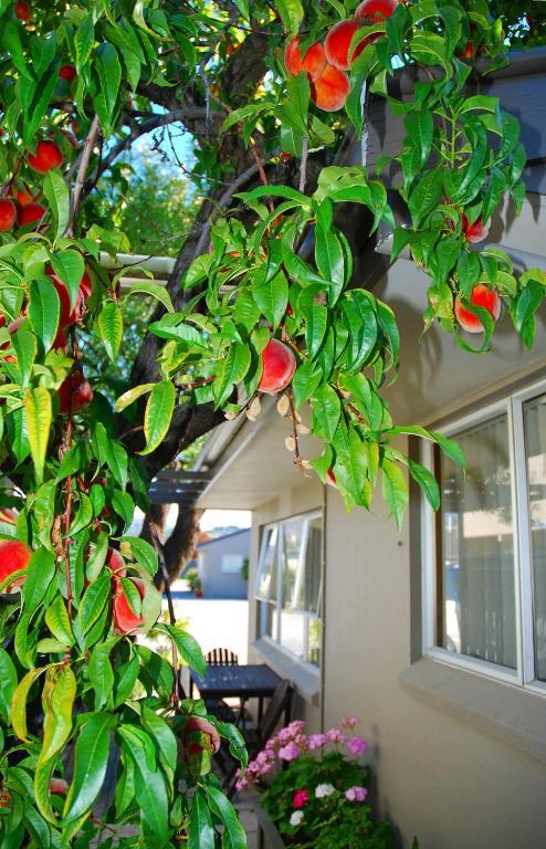 Almond Court Motel Александра Екстериор снимка